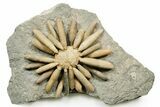 Jurassic Club Urchin (Asterocidaris) - Boulemane, Morocco #365365-1